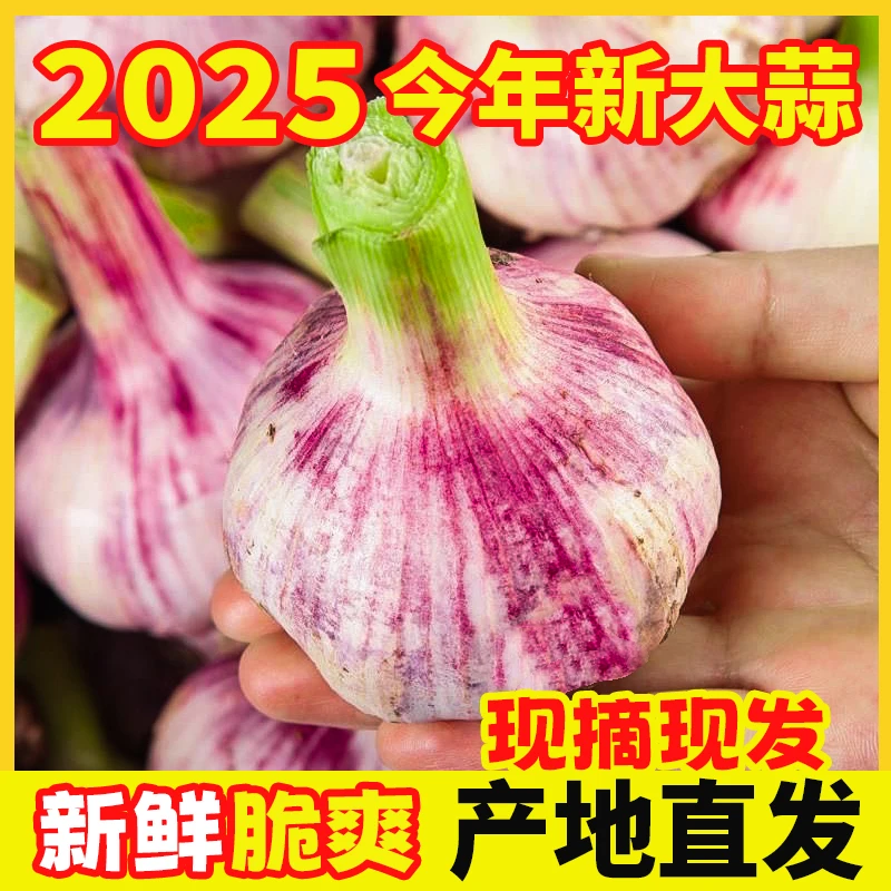 5斤现挖新鲜嫩大蒜湿蒜正宗紫白皮鲜蒜多瓣蒜农家自种可腌糖醋