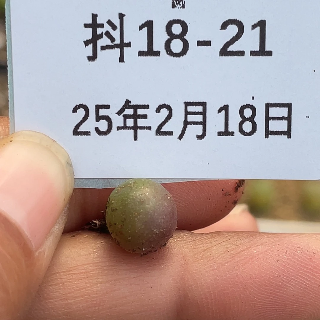 18-21紫葡萄多肉植物