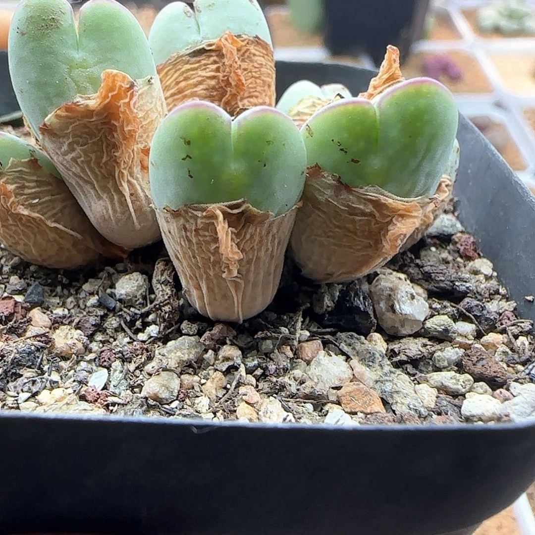 哈哈哈哈哈哈哈44155