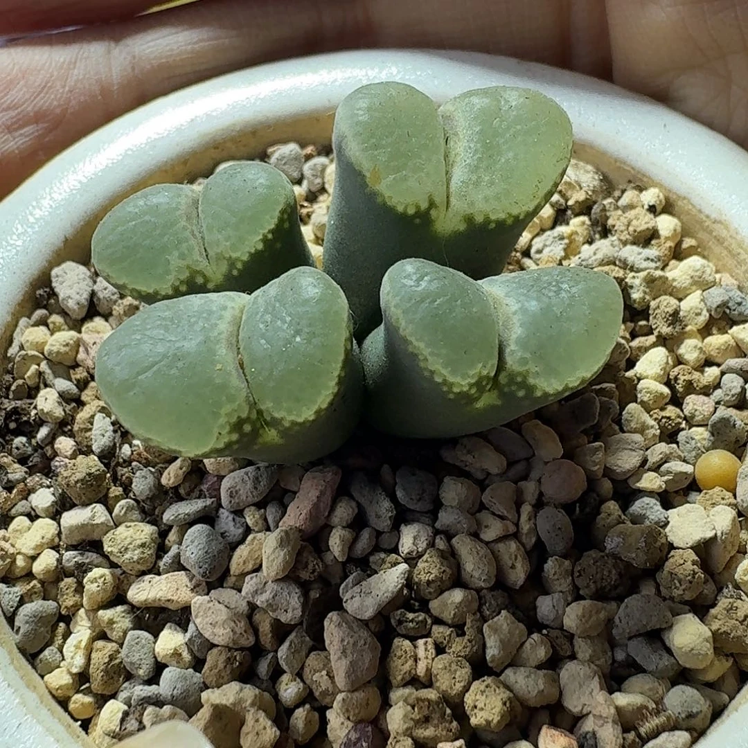 59号四头玻璃窗风铃一物一拍