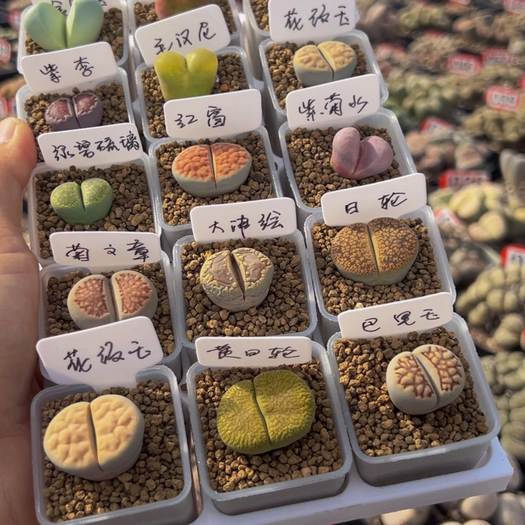 15颗不带土送花盆标签