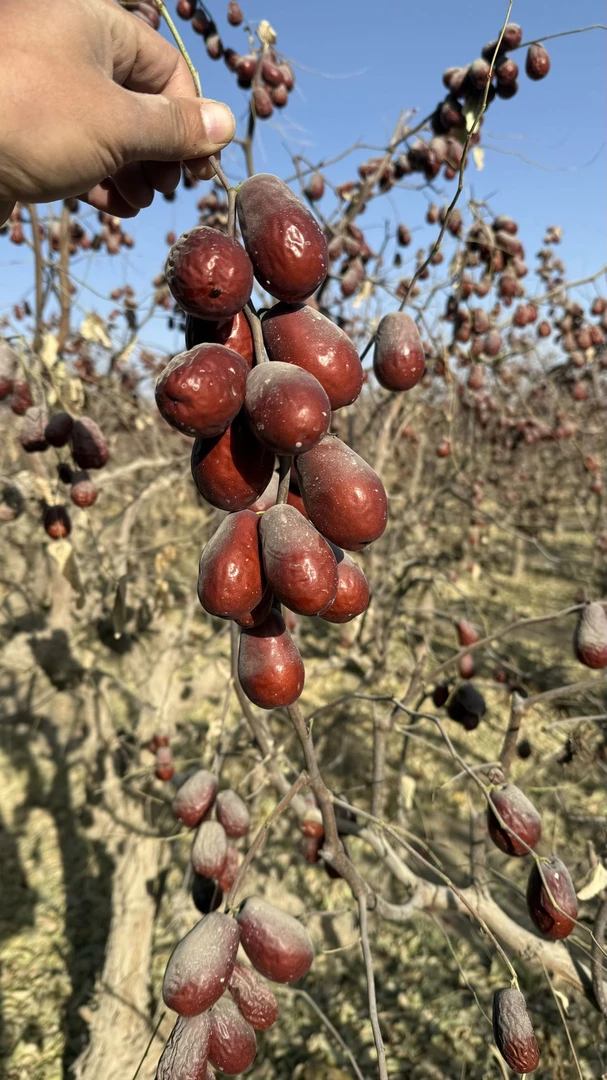 2025年新疆和田大枣特级果 树上吊干