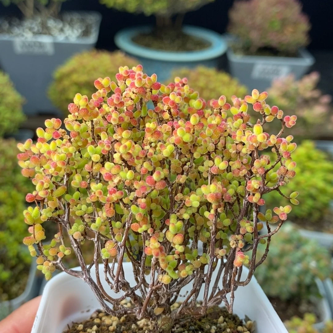 0560蜜橘糖球 。