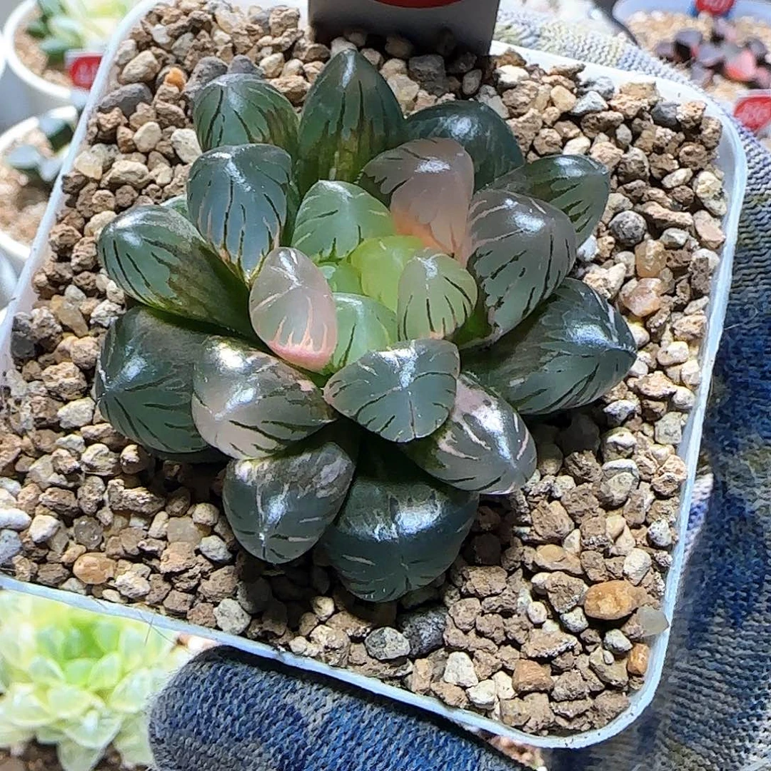 442号非组冰灯玉露 锦 4.8 厘米左右一物一拍带盆发货