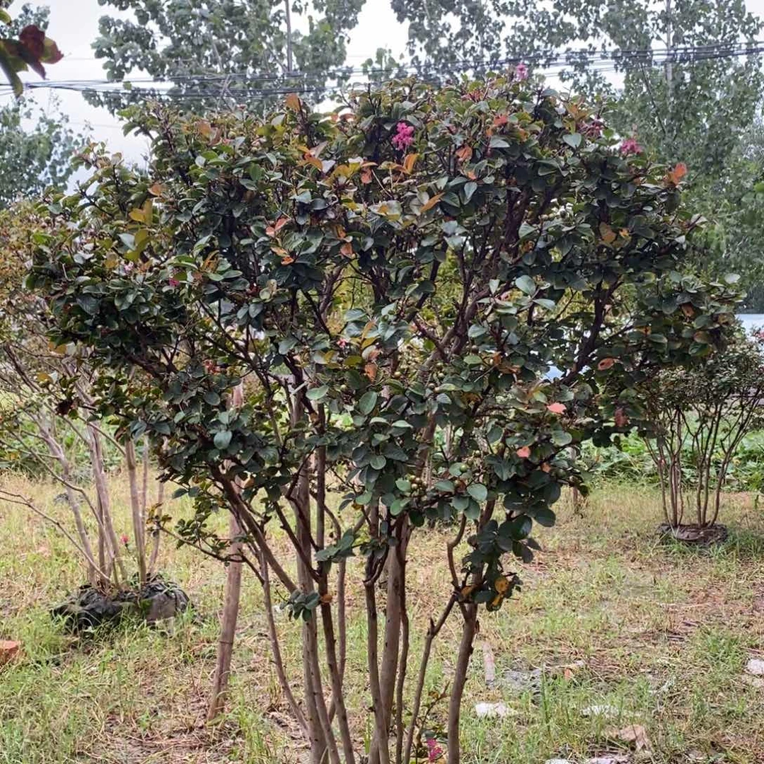 当前无花栽培后可以开花