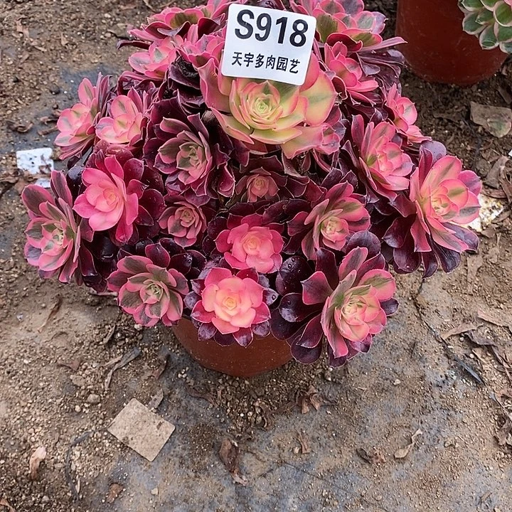 多肉植物美杜莎918多肉