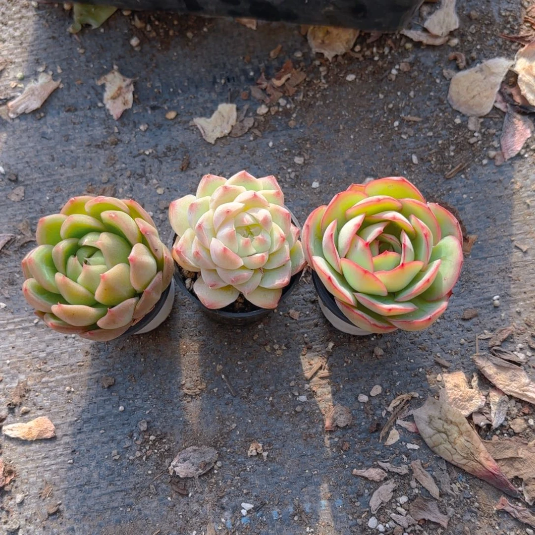 美***来三颗5cm新疆包邮新疆包邮