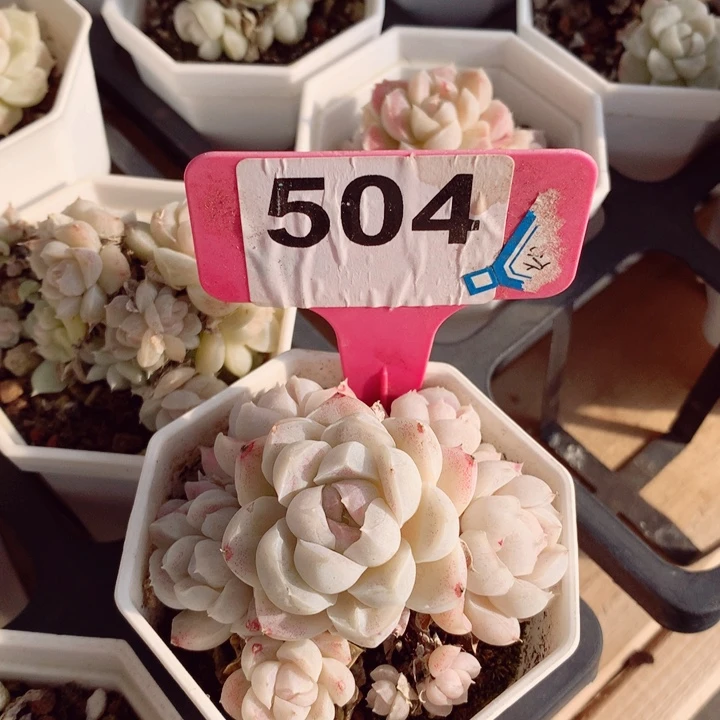 同*锁女王7cm不包整群