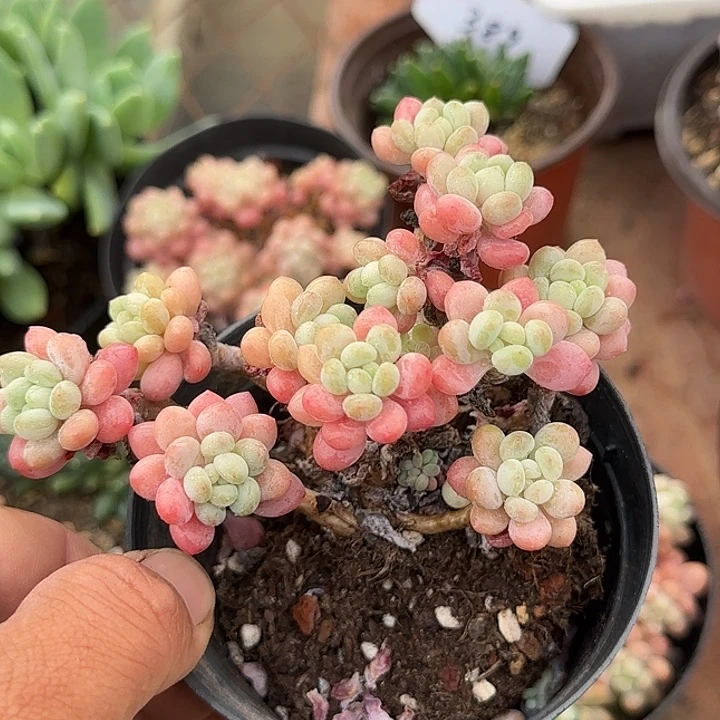 @***）多肉植物的生长发育和