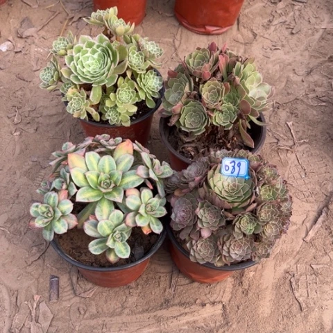 089多肉植物组合，
