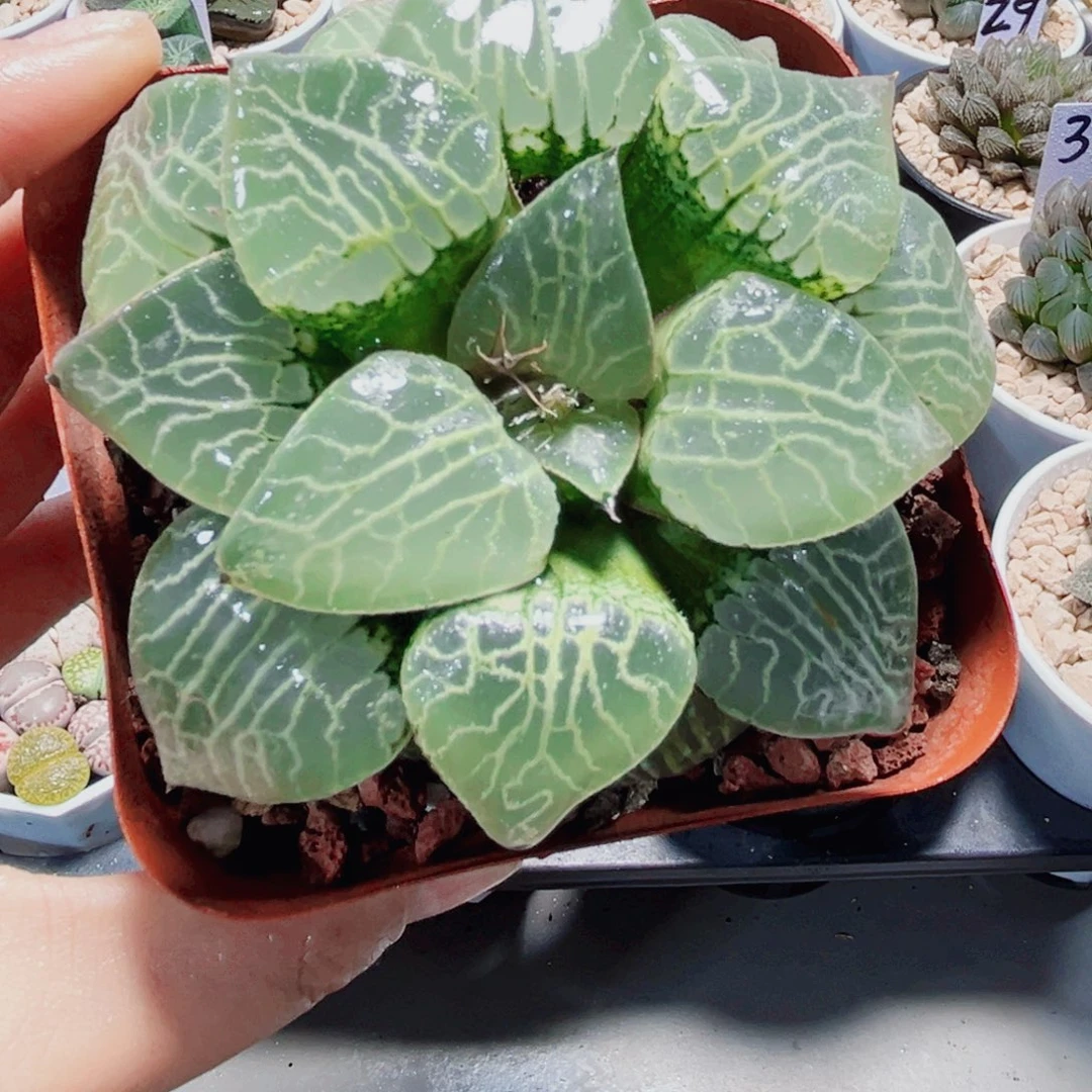 水晶康平多肉植物66666