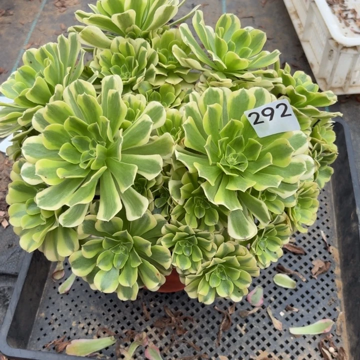 绿豆沙多肉植物不包损292