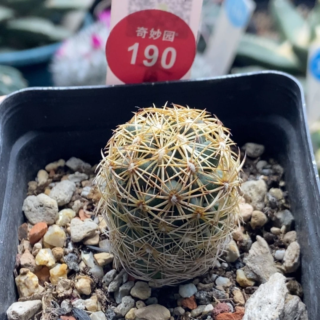 实生顶花密刺狮子奋迅一颗仙人球