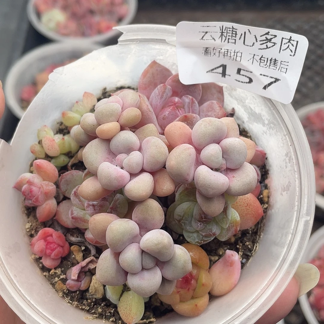 云糖心多肉植物457