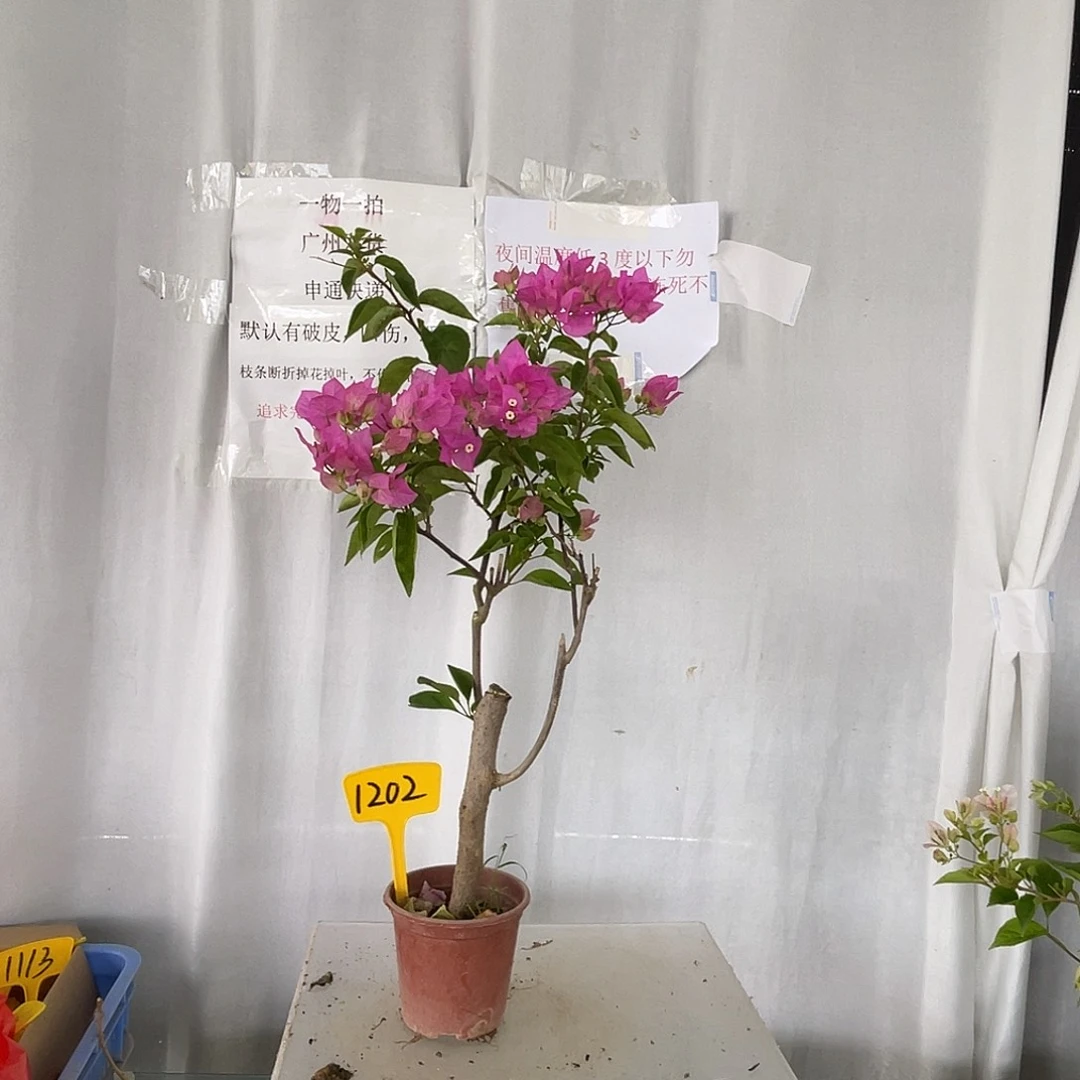 当前无花栽培后可以开花1202绿叶宫粉