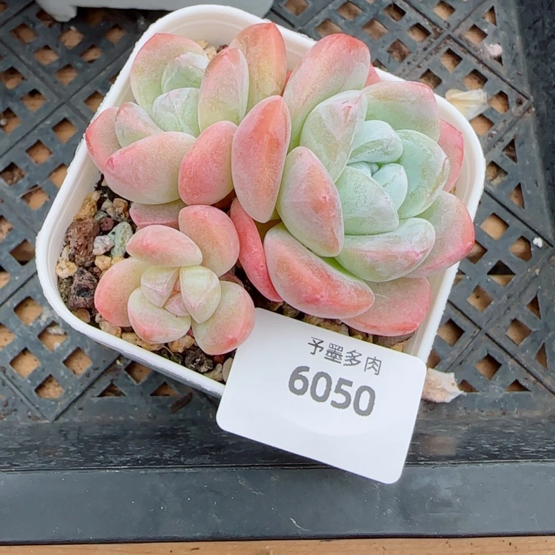 樱花冰玉，6050多肉植物