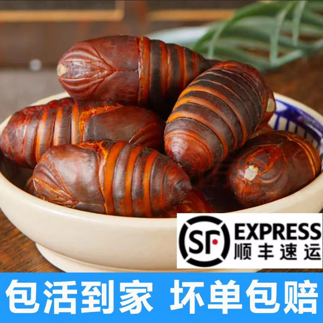 二黄小东北柞树鲜活蚕蛹 顺丰包邮