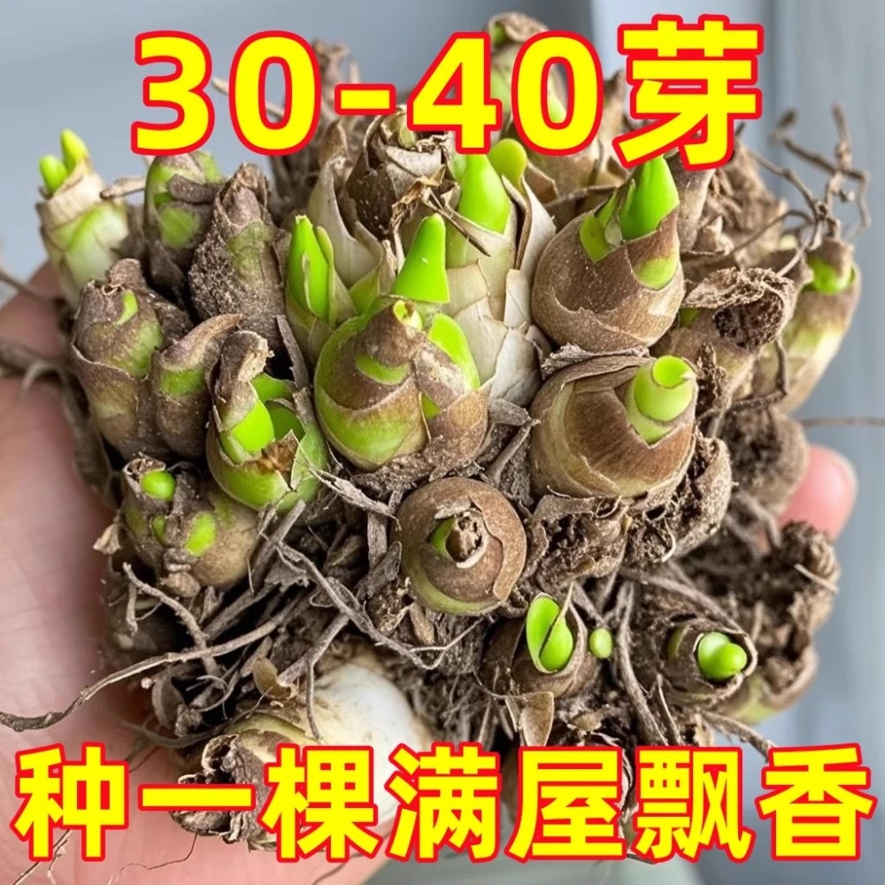 晚香玉种球根带多芽多年生重瓣大花球浓香型香水庭院阳台花卉盆栽