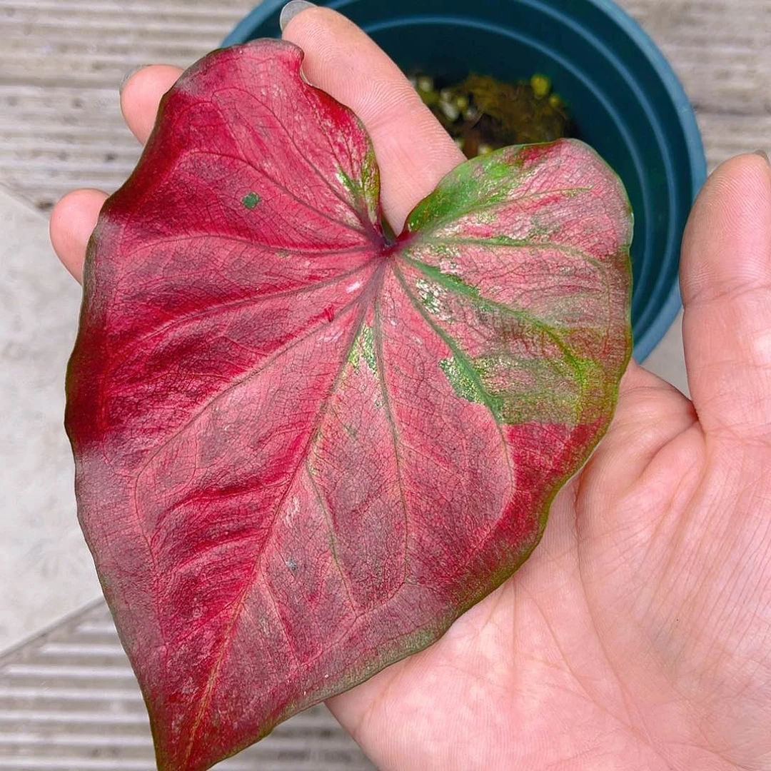 完全开放泰彩一物一拍4464