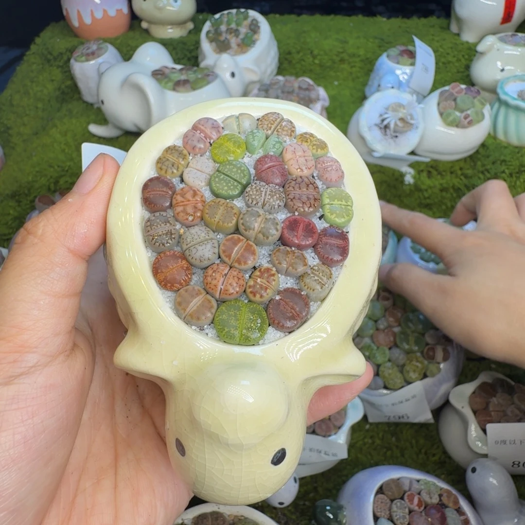 十***梦多肉植物福利冲814