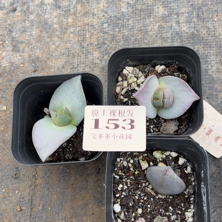 山翔凤3颗量拍多肉满20包邮