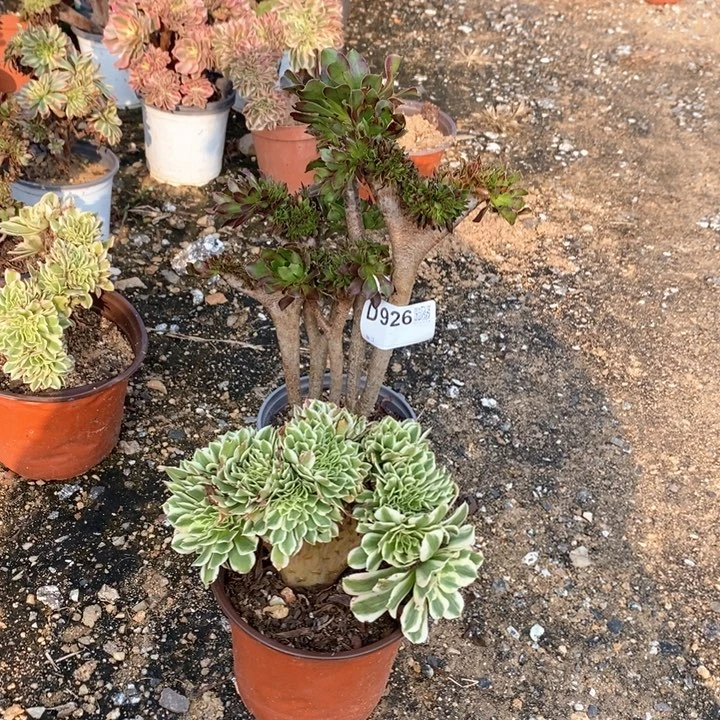 926两颗都不大呀呀