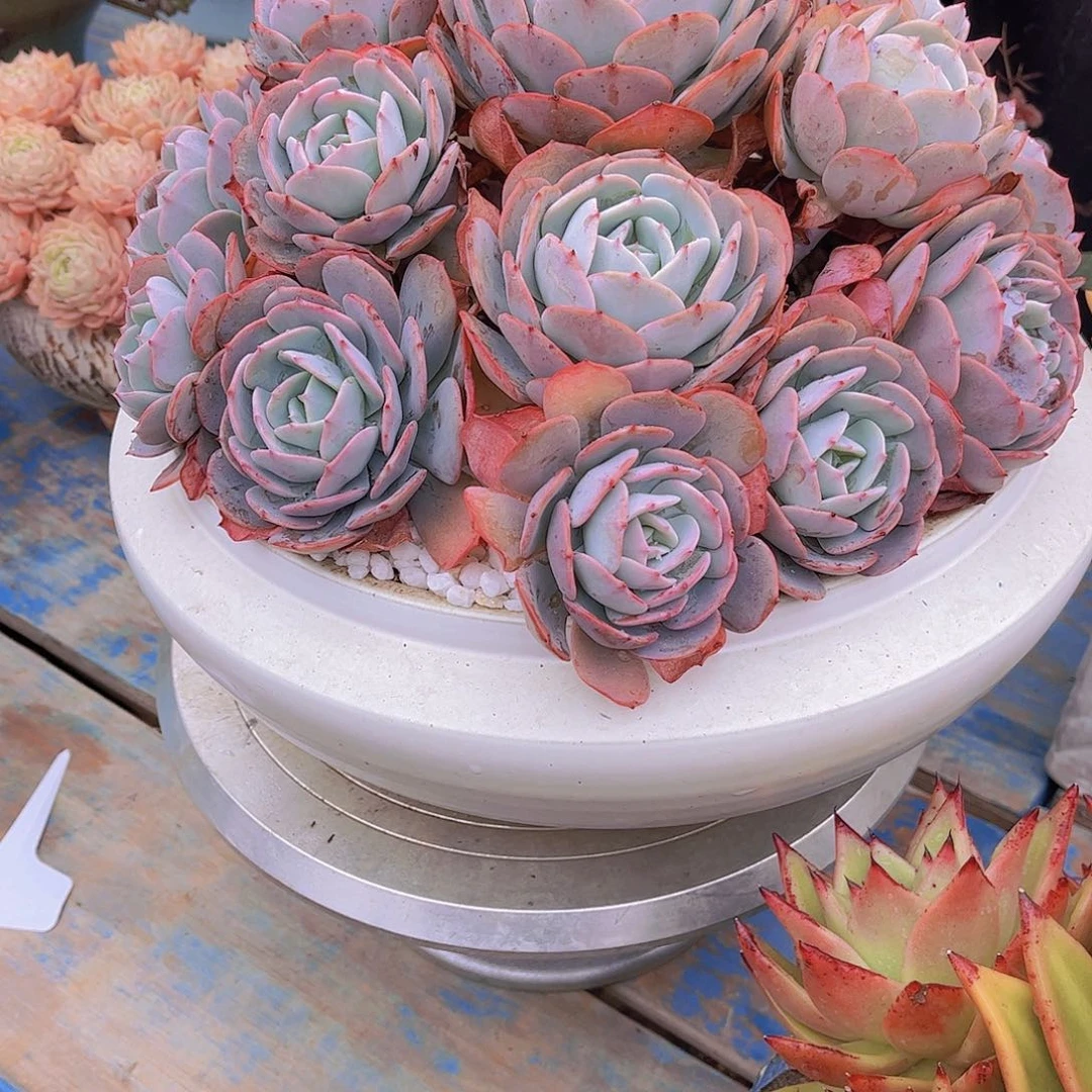 春****?多肉植物保护研究所