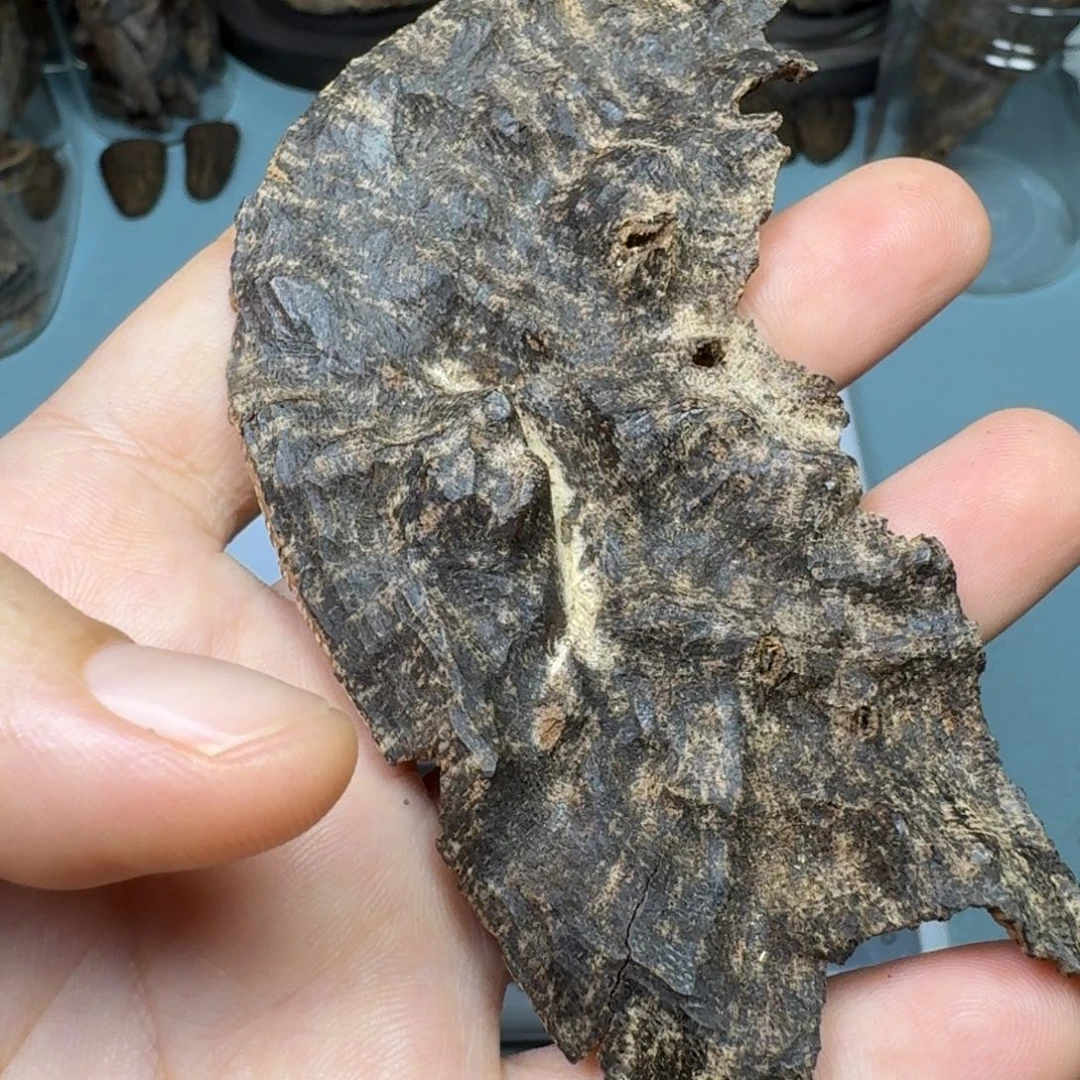 木吉***一奇楠国香老铁壳9g