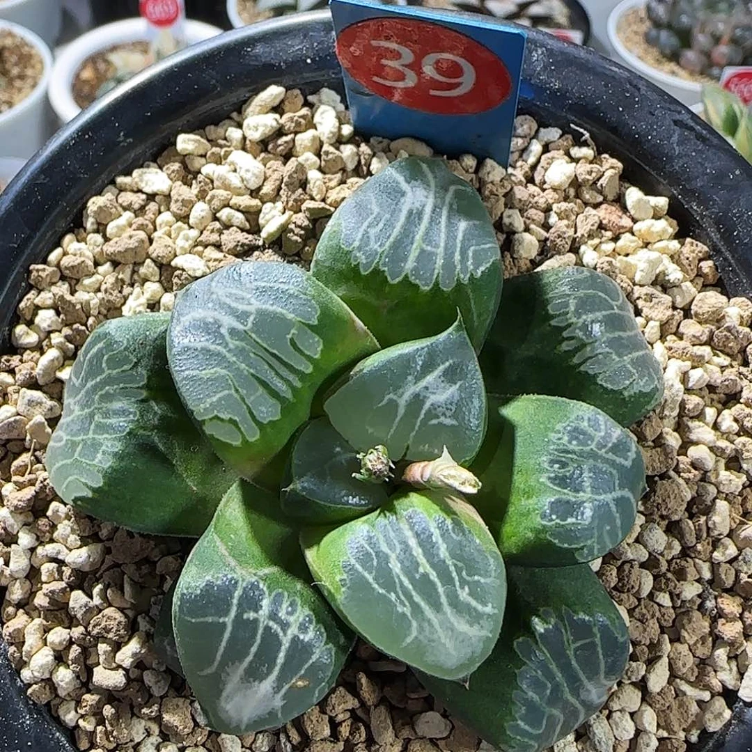 39号实生丸叶云窗克一物一拍带盆土