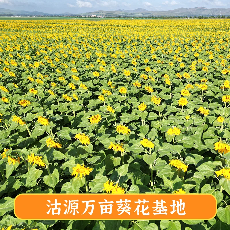 农粮谷向日葵鲜盘 好吃不上火 现砍现发 吃的过瘾根本停不下来