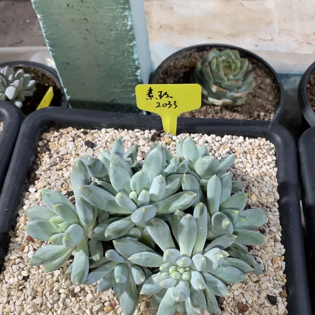 素玖多肉一物一拍2033