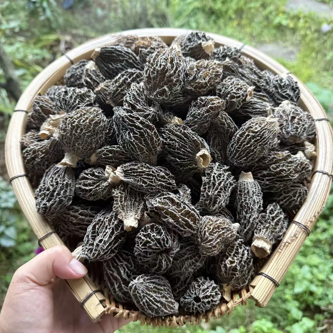 云南土特产 现收山货 高海拔羊肚菌