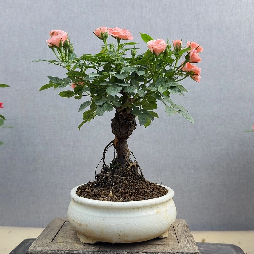 完全开放7666666666666