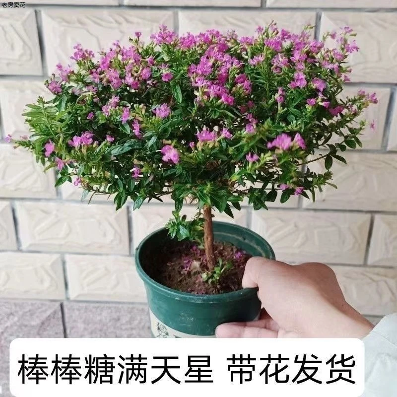 独杆满天星盆栽棒棒糖造型庭院阳台四季开花植物