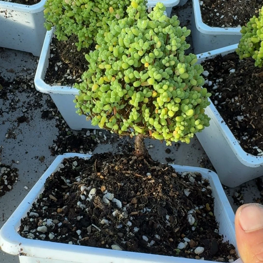 圣诞树金橘带盆带土发