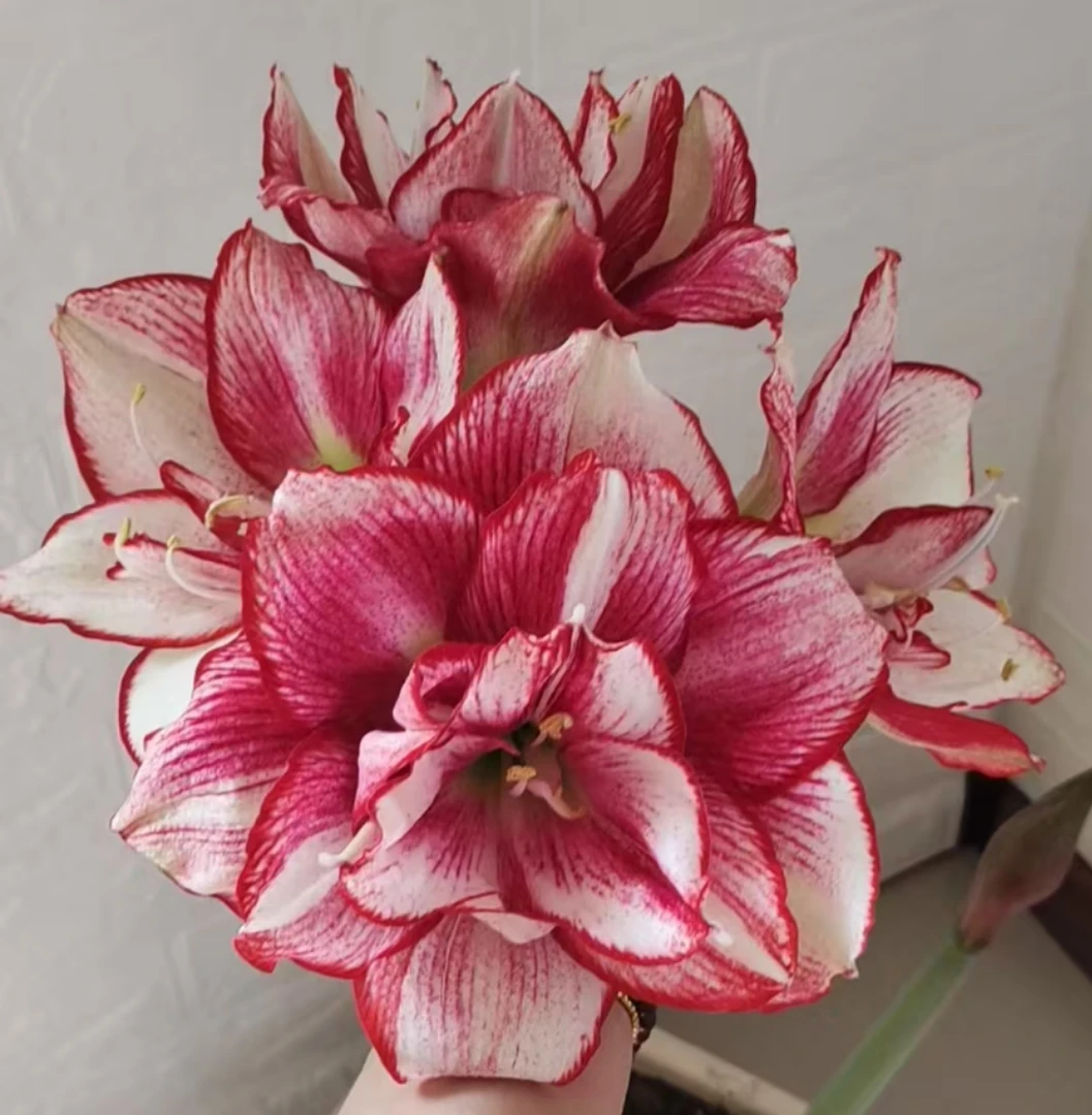 朱顶红/超级安瑞雅4厘米左右