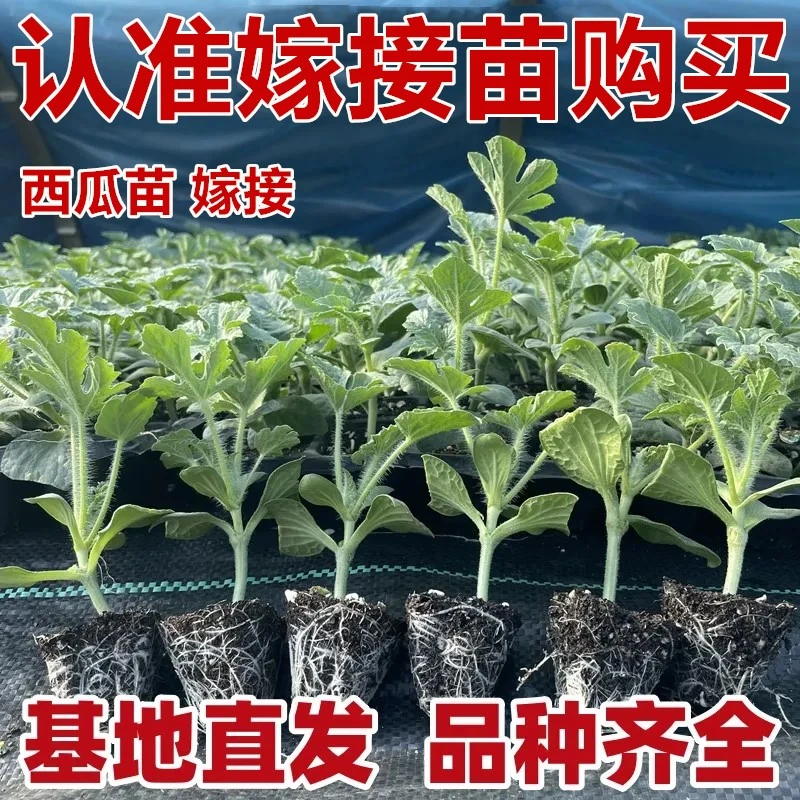 西瓜苗嫁接西瓜苗8424西瓜苗麒麟西瓜苗美都西瓜苗南北方栽种