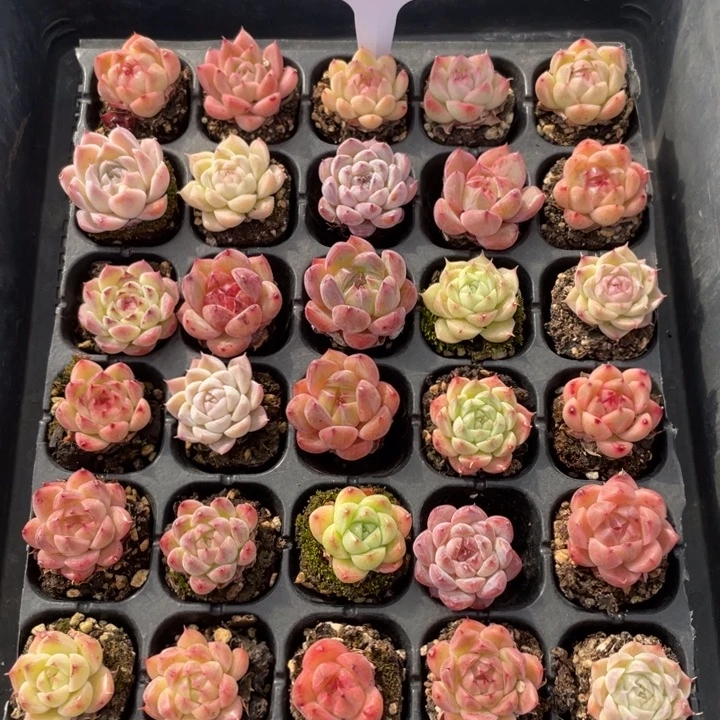 不包整散 盆子不售后1449