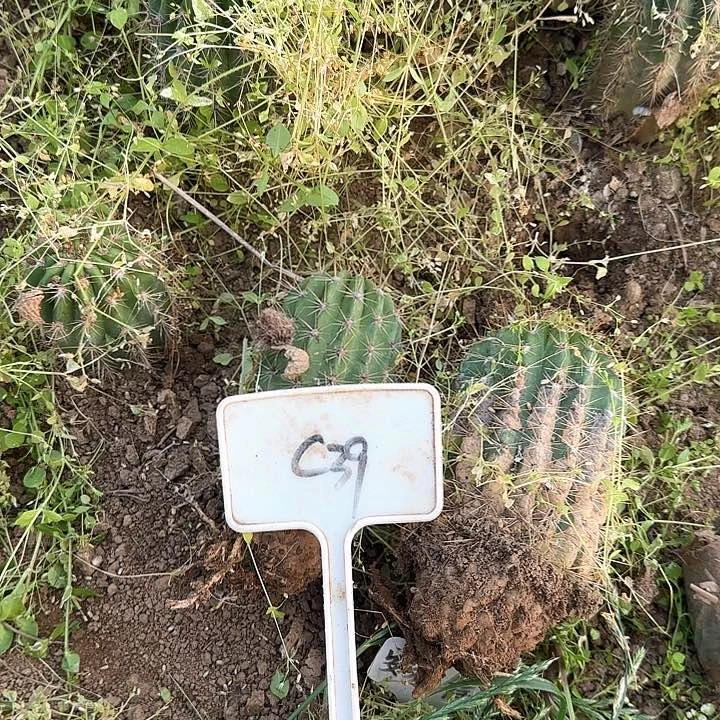 开**好C39毛花柱两个瑕疵球