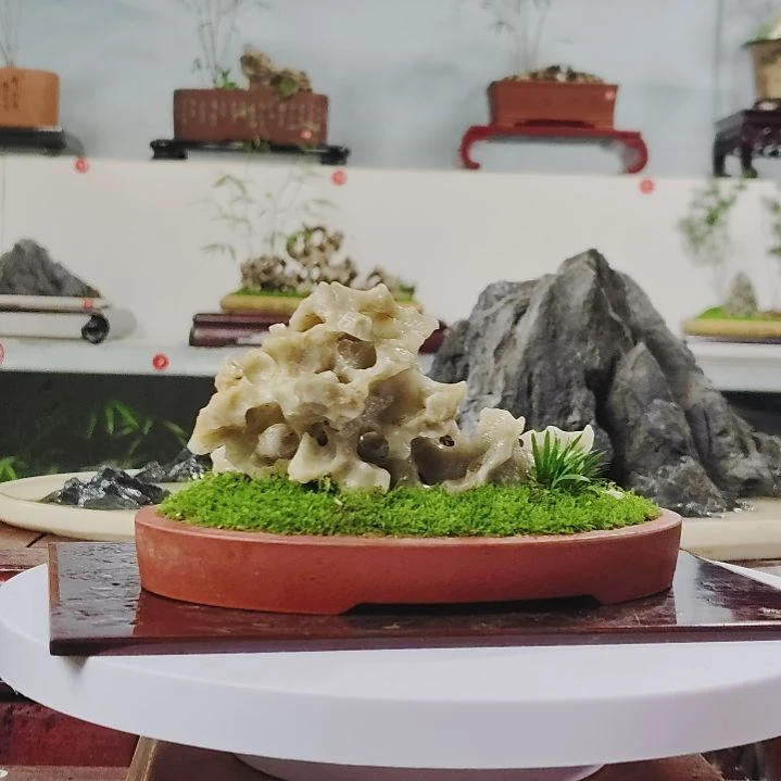 盆景，姬虎耳，玉玲珑，花****毅