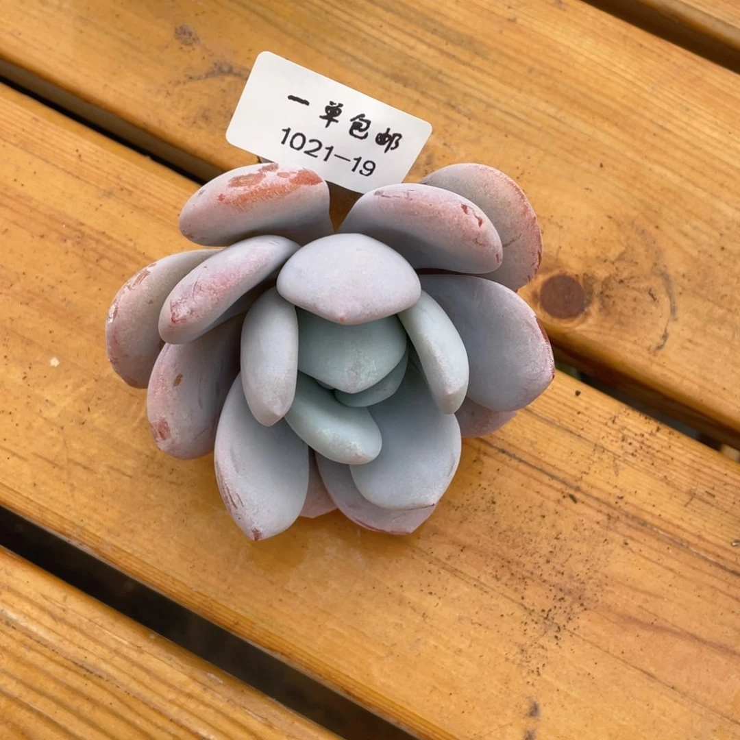 柚***姐1021-19-喜马拉雅。。。，，