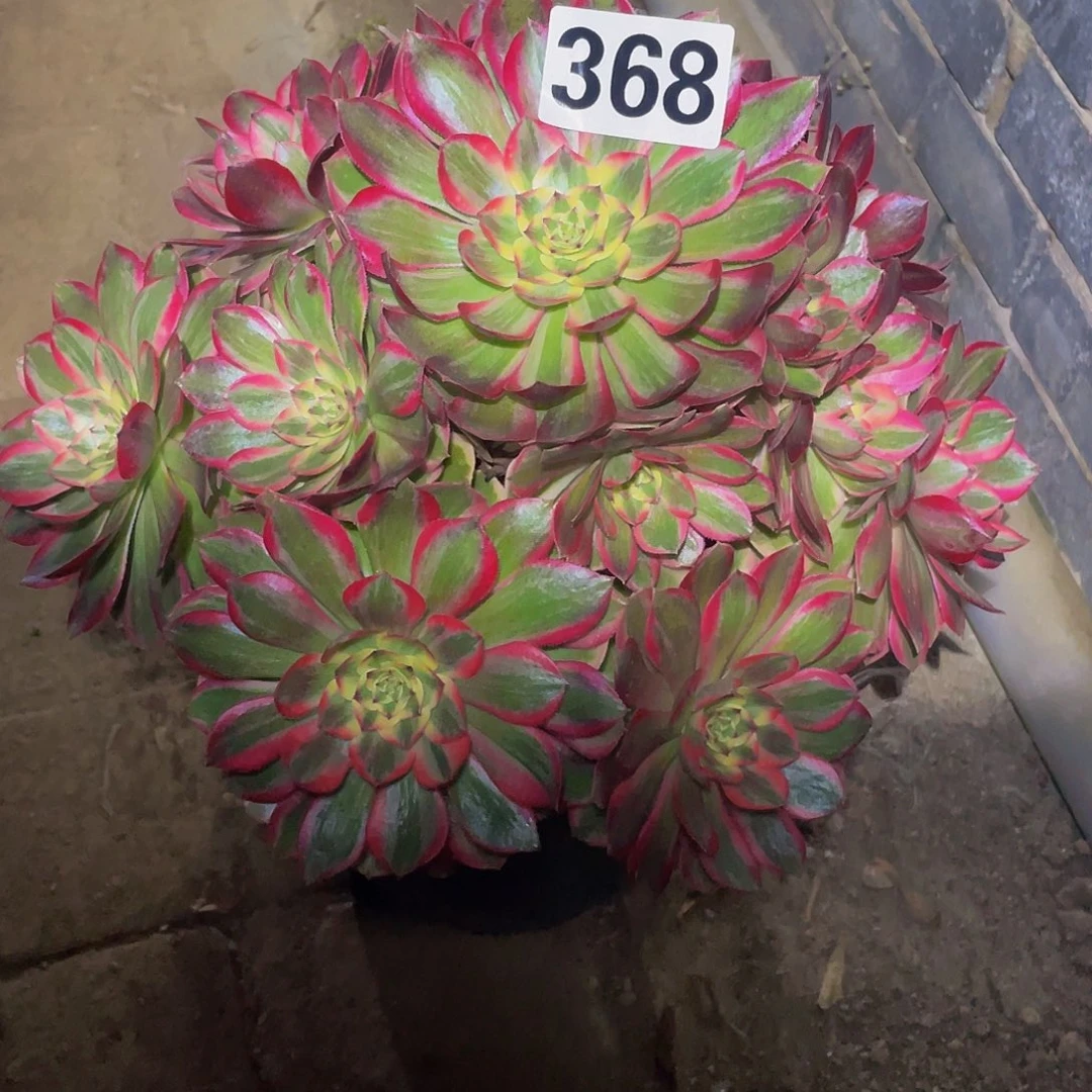 改***变多肉法师368号云和发货不包损