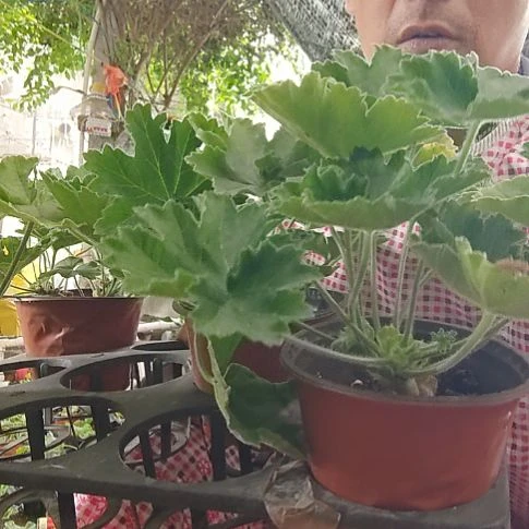 无花朵火凤凰四盆带分枝