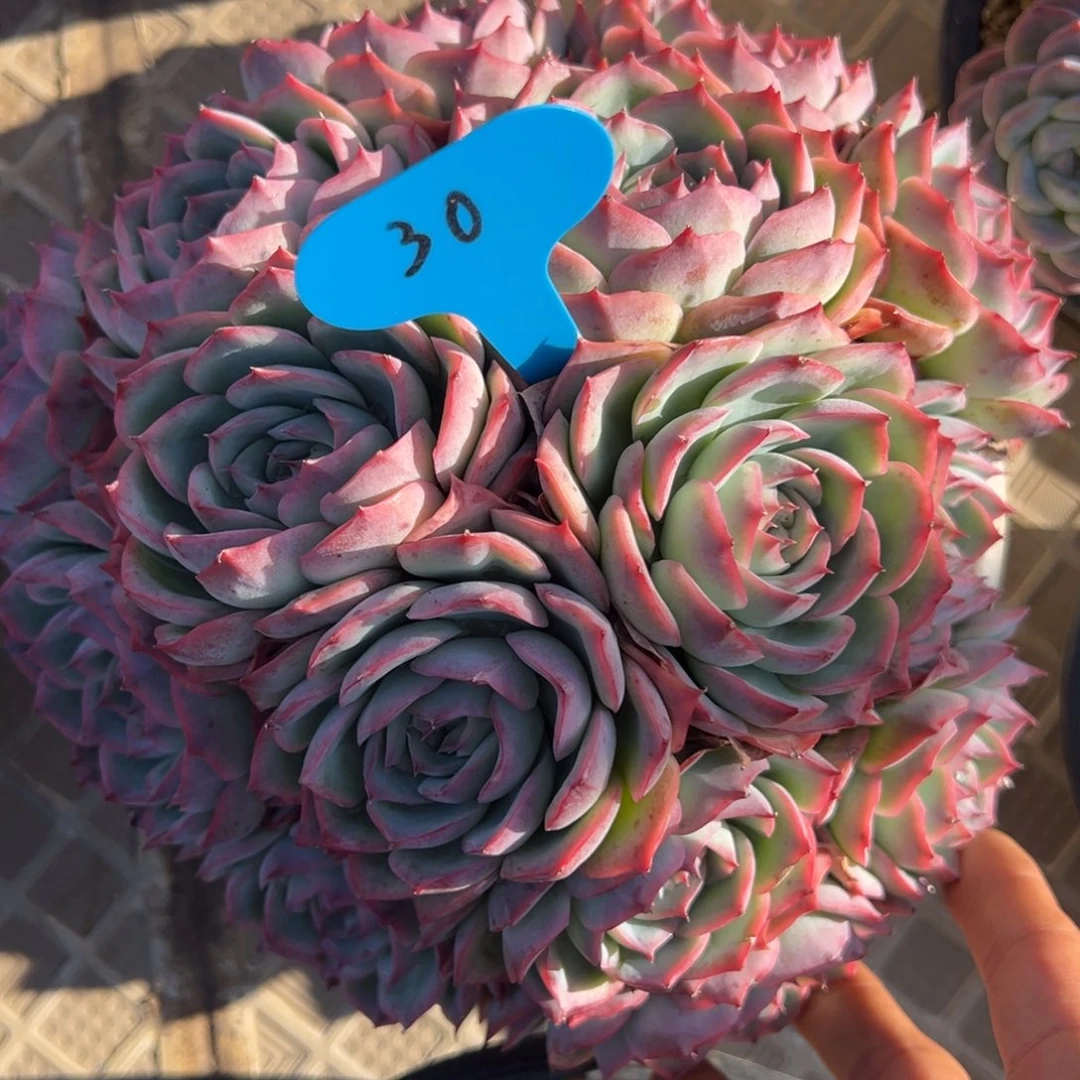 爱***兰30号侧影多肉植物40