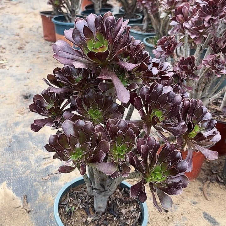 多肉植物黑法师102