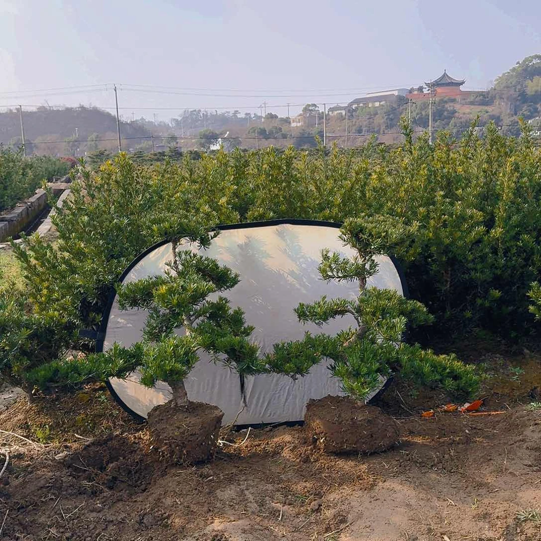 罗汉松盆景艺术华*