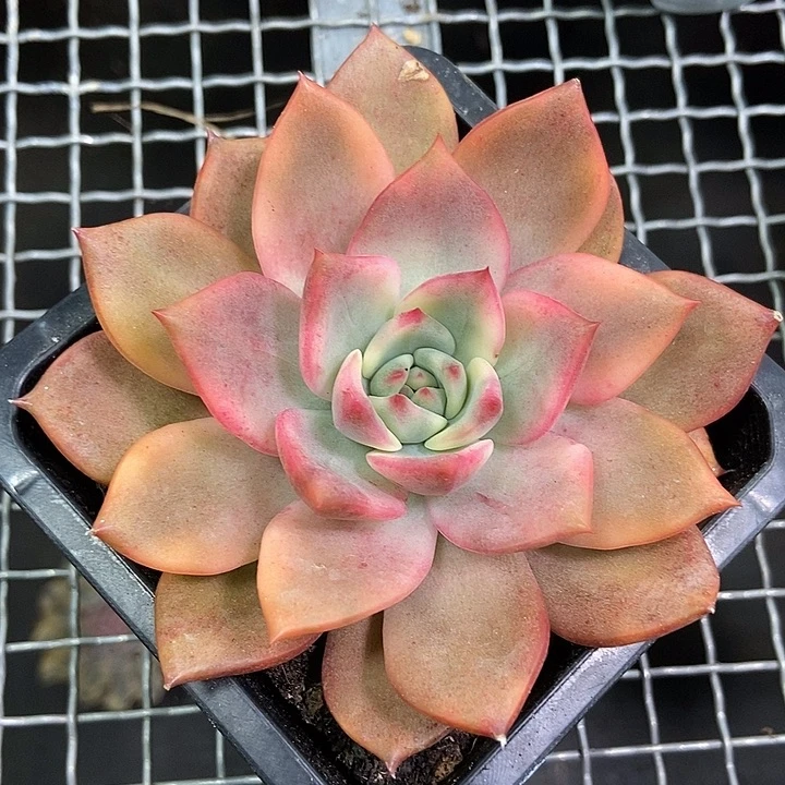卡梅拉锦多肉植物