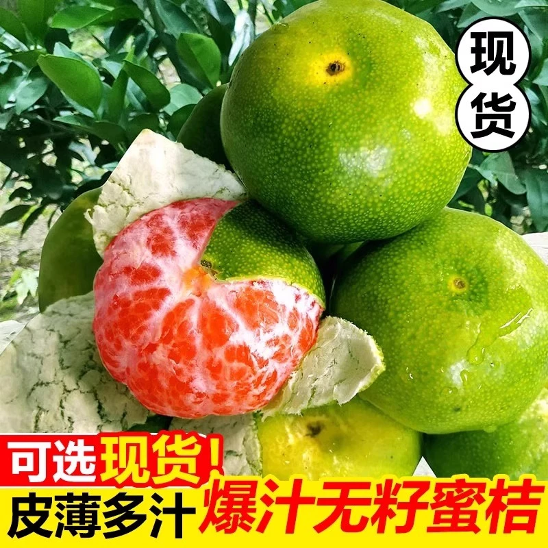 现摘新鲜新鲜新鲜蜜桔橘子青皮蜜橘新鲜水果孕妇酸桔子当季 白