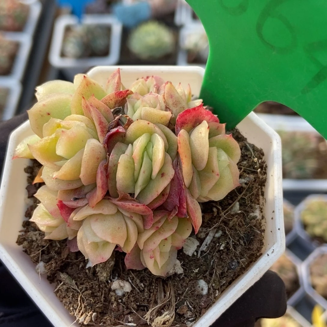 1664冰玫瑰锦多肉植物