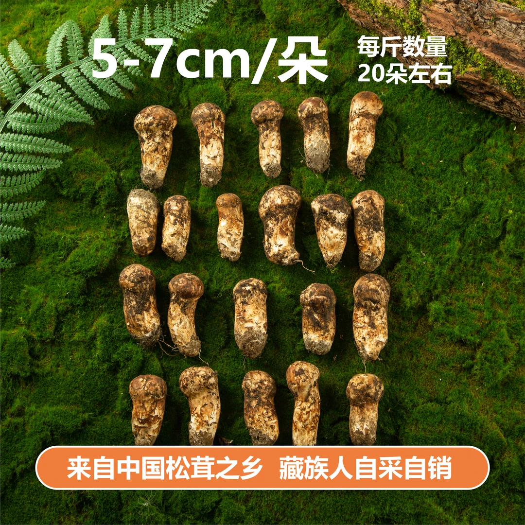 【5-7cm/朵】新鲜松茸 藏族人自采自销 来自中国松茸之乡